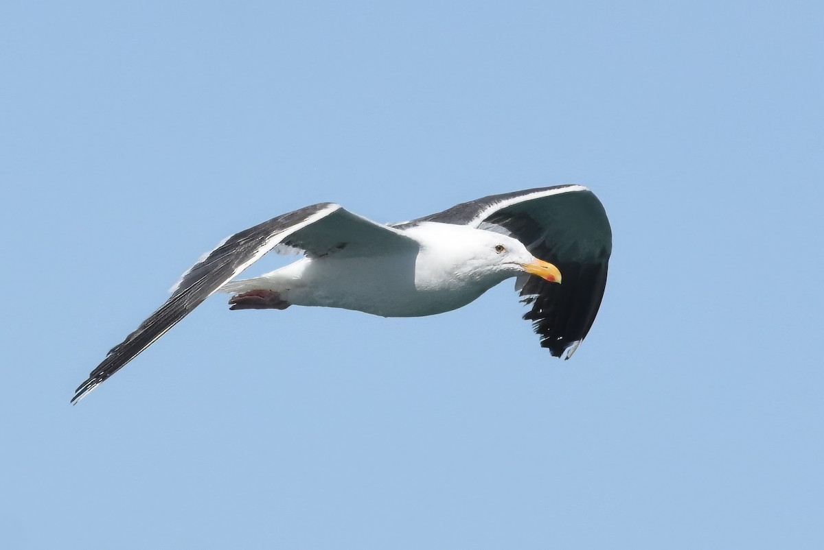 Western Gull - ML641161015