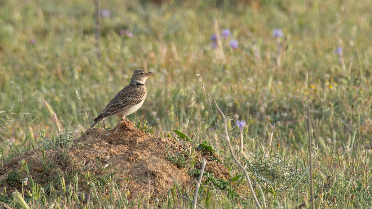Calandra Lark - ML641161023