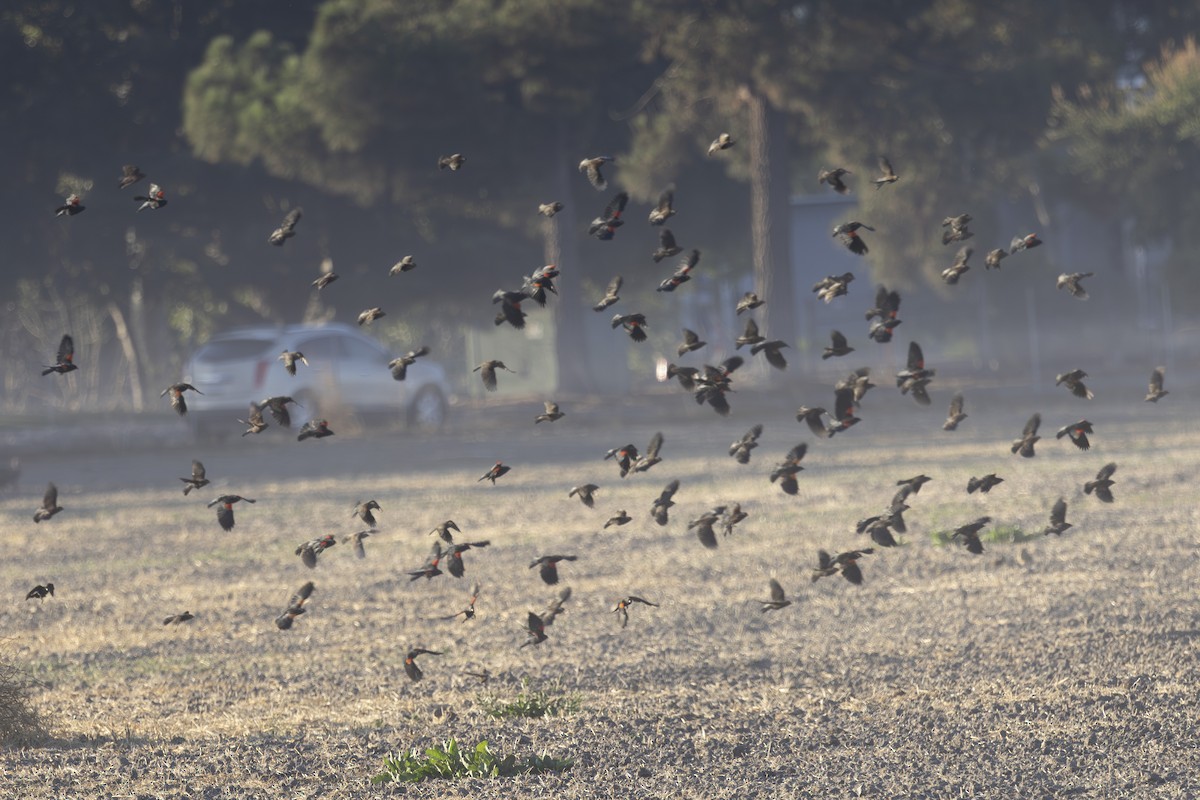 Red-winged Blackbird - ML641161038
