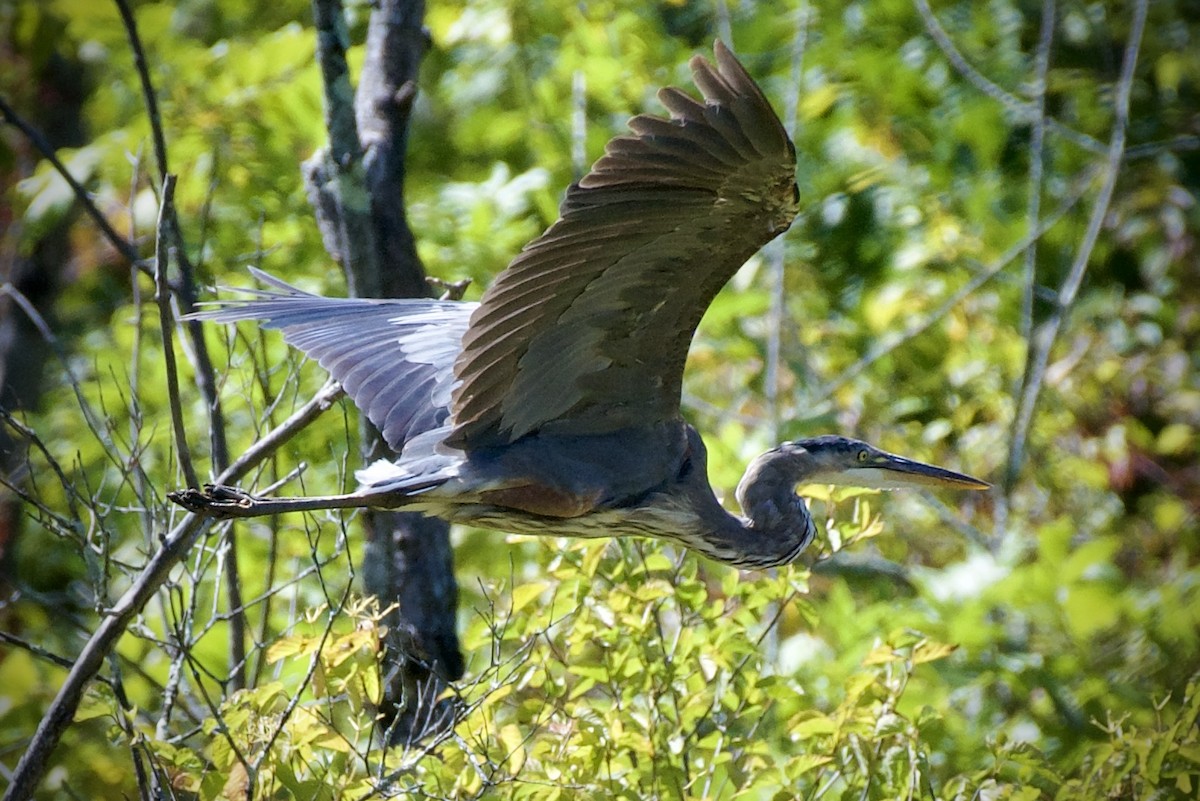 オオアオサギ - ML641161057