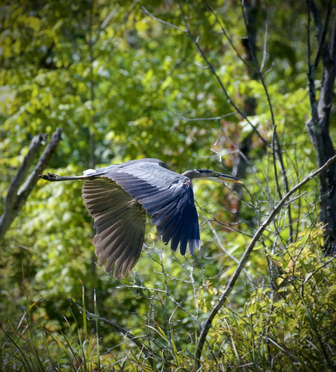 オオアオサギ - ML641161058