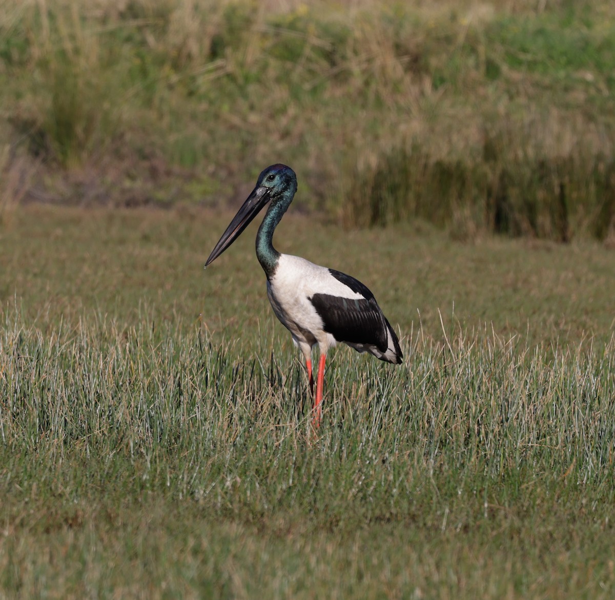 Black-necked Stork - ML641161064