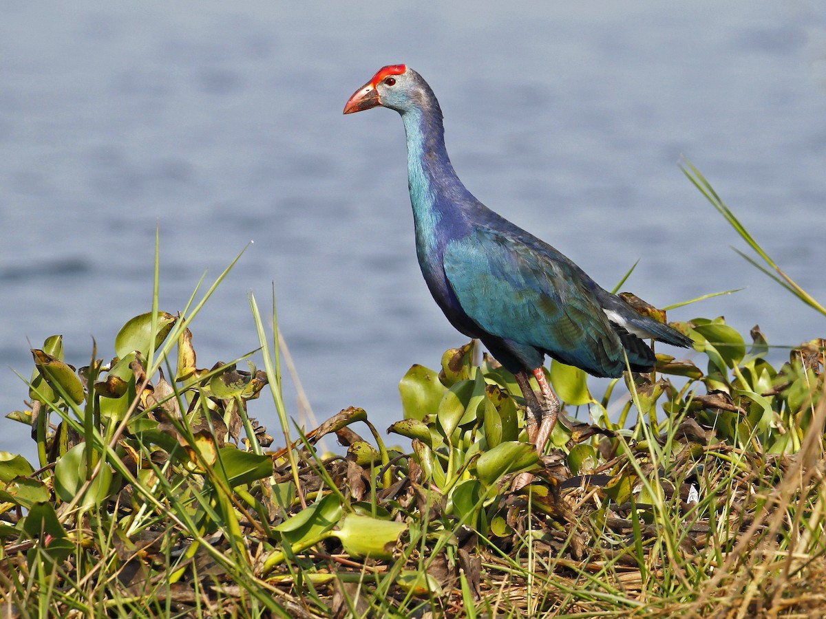 Gray-headed Swamphen - ML641161066