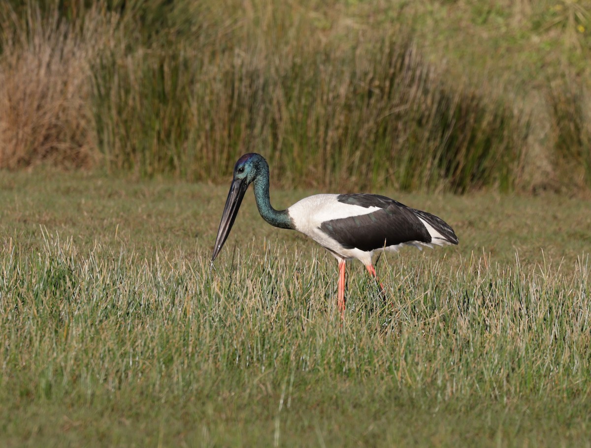 Black-necked Stork - ML641161070