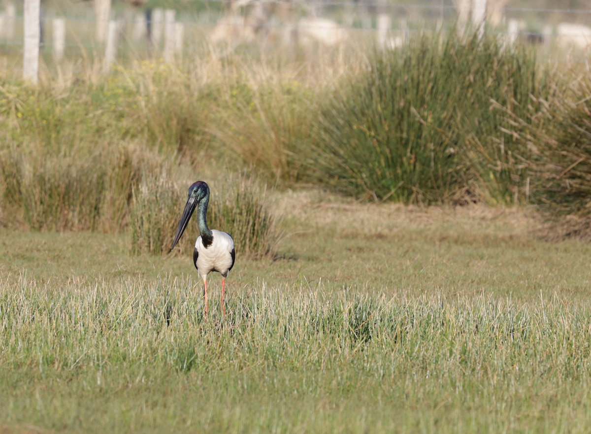 Black-necked Stork - ML641161071