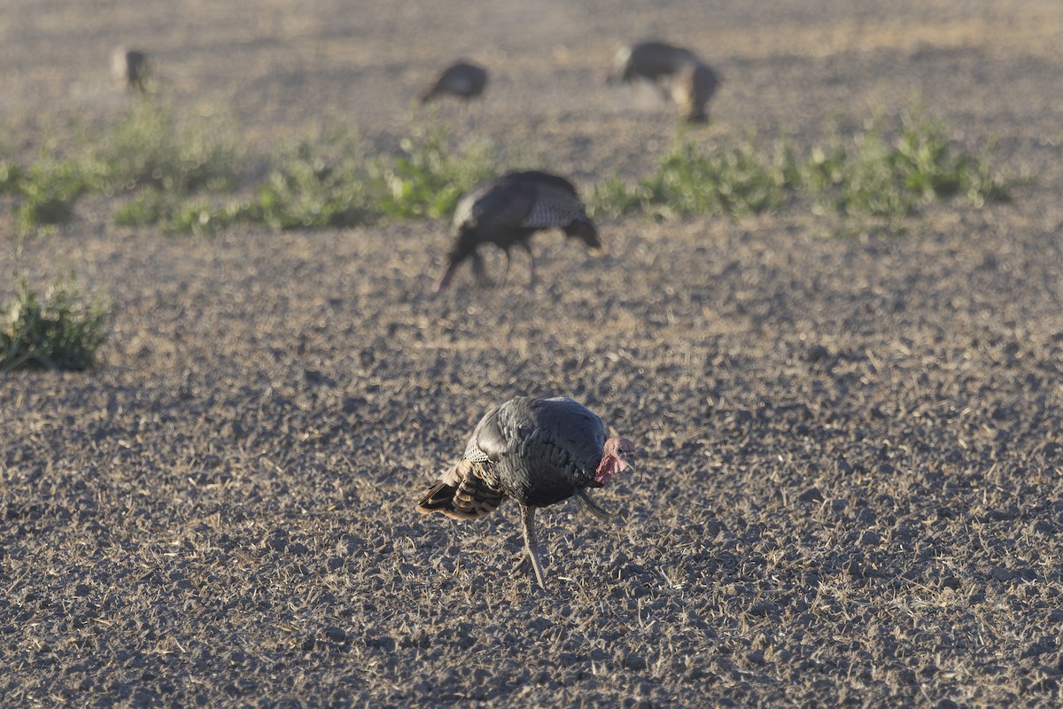 Wild Turkey - ML641161092