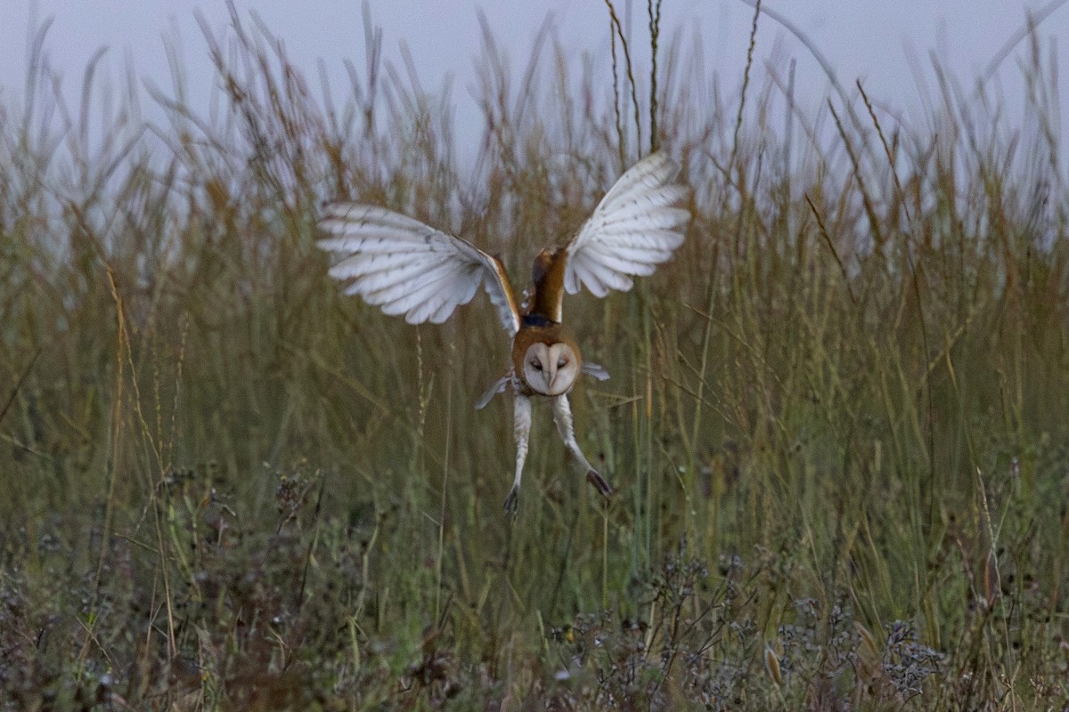 American Barn Owl - ML641161105