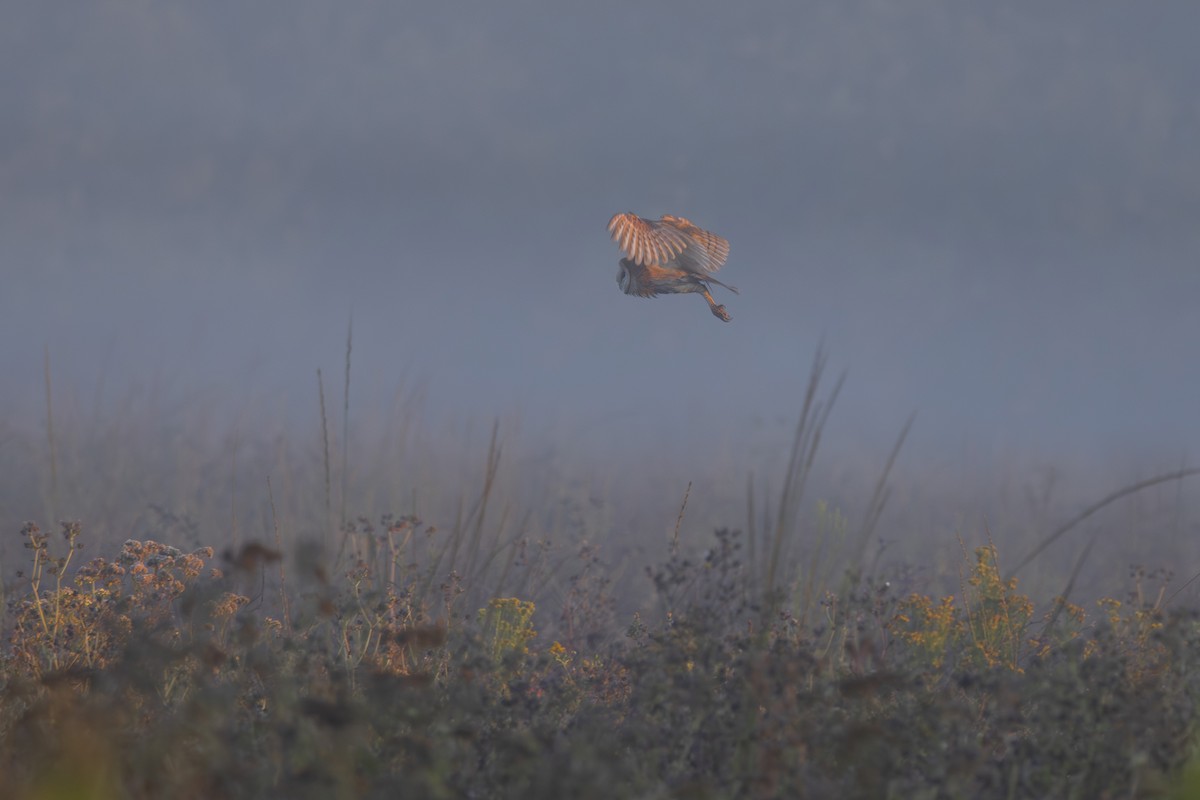 American Barn Owl - ML641161111