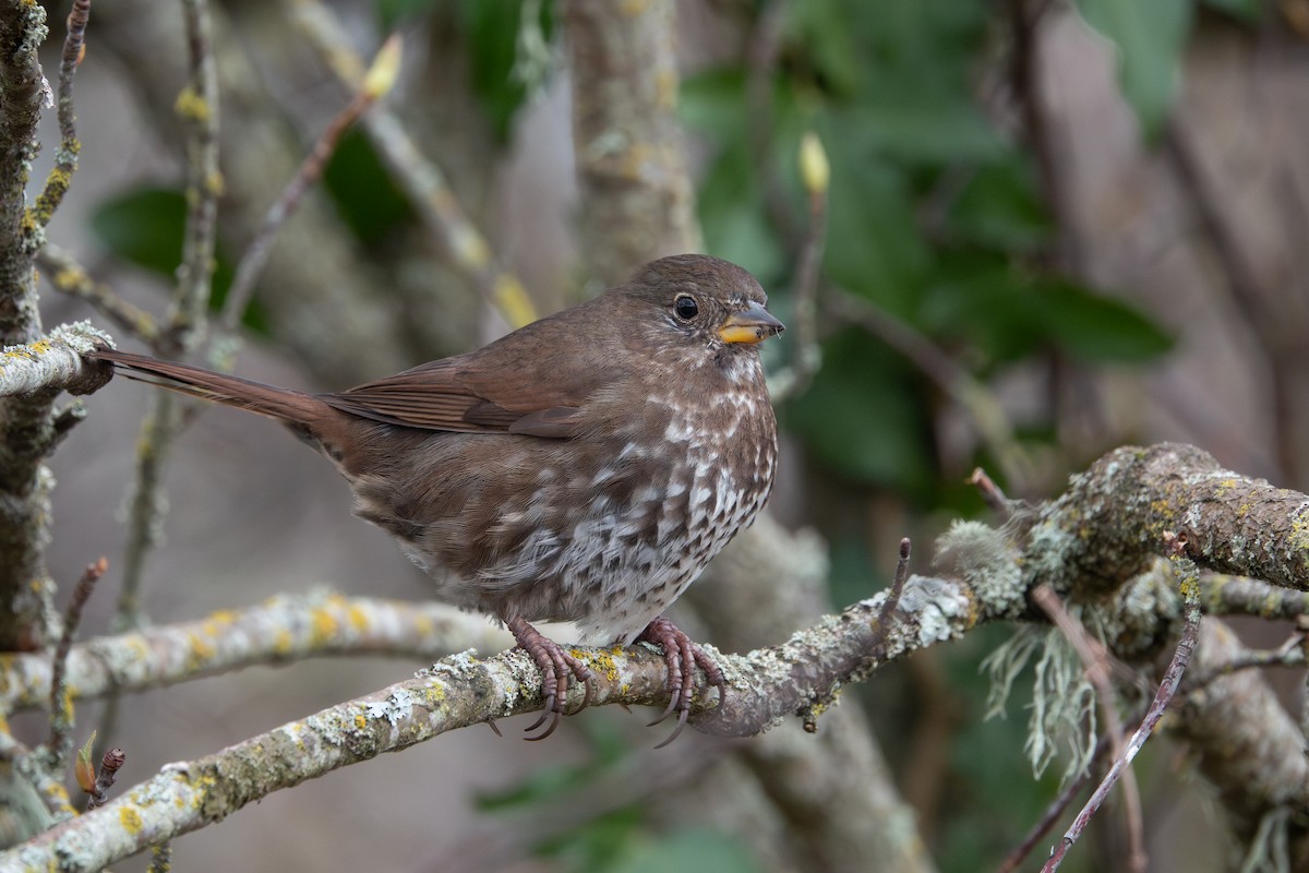 Fox Sparrow (Sooty) - ML641161126