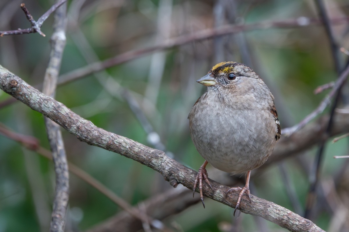 Golden-crowned Sparrow - ML641161127