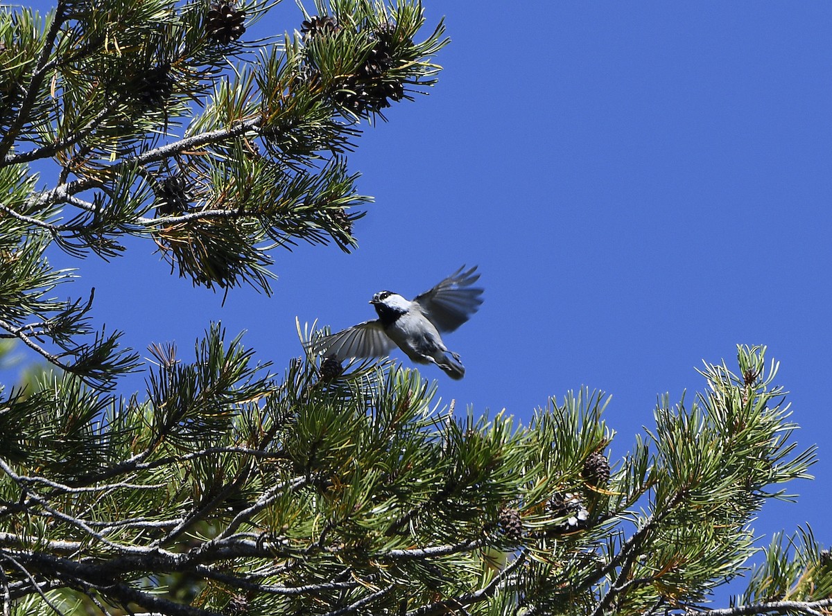 Mountain Chickadee - ML641161133