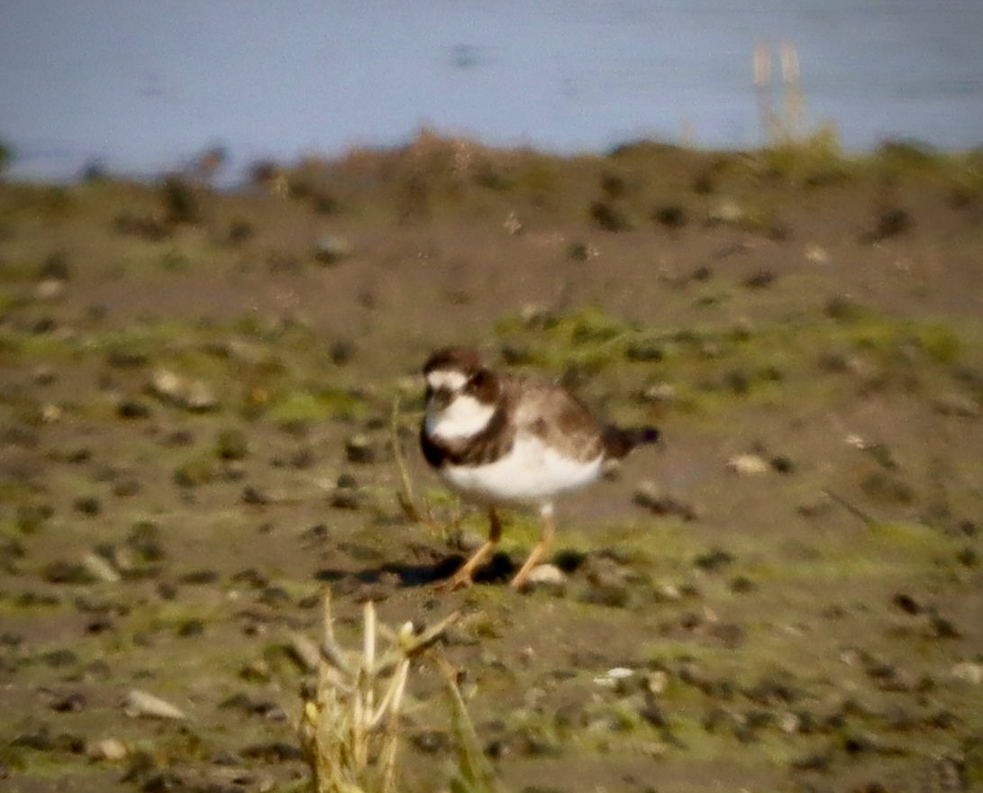 Semipalmated Plover - ML641161173