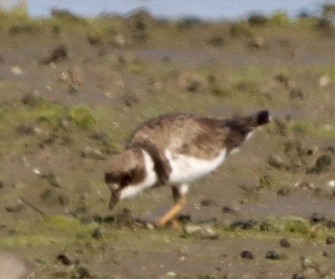 Semipalmated Plover - ML641161174