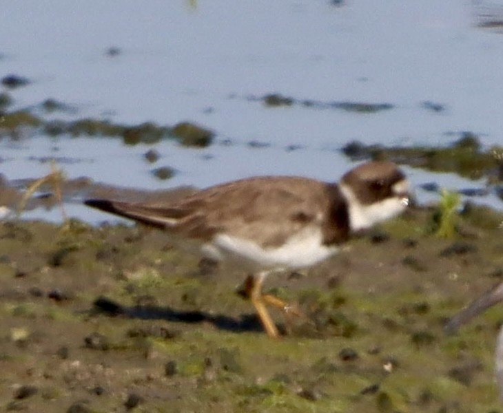 Semipalmated Plover - ML641161175