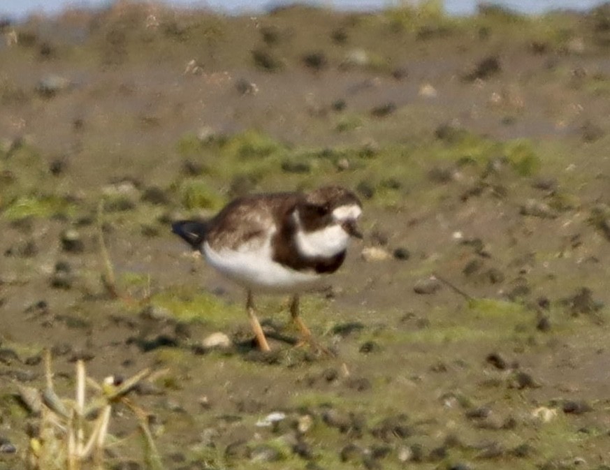 Semipalmated Plover - ML641161176