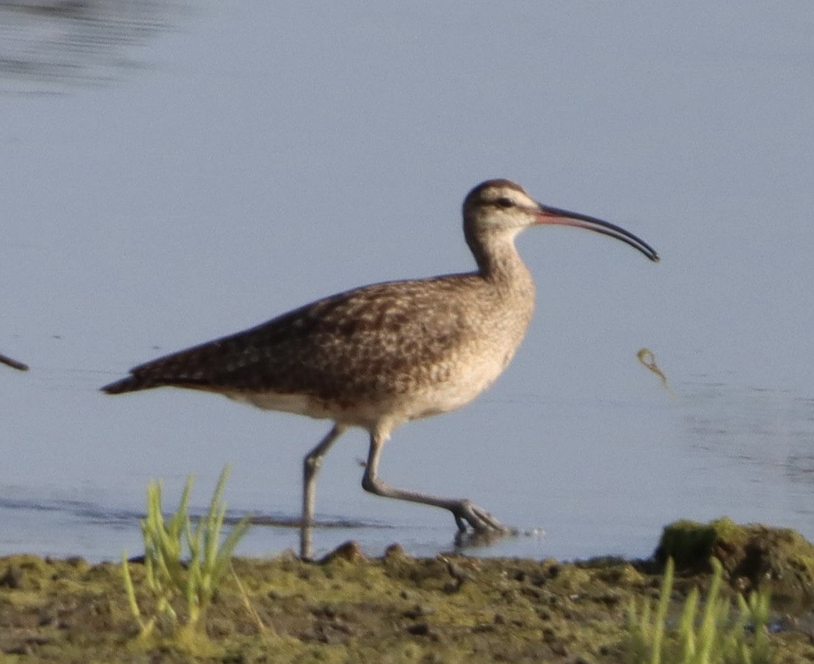 Whimbrel - ML641161181