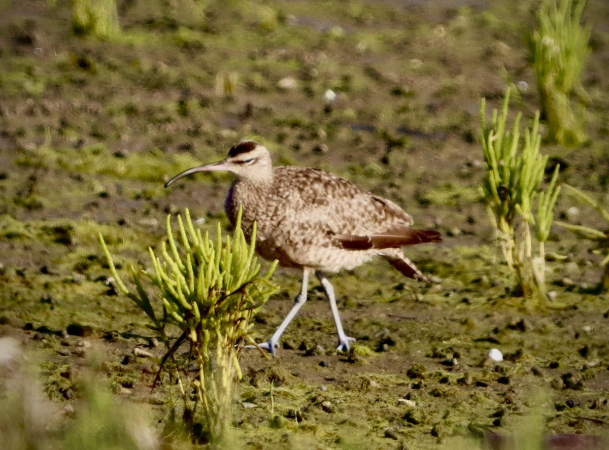 Whimbrel - ML641161182