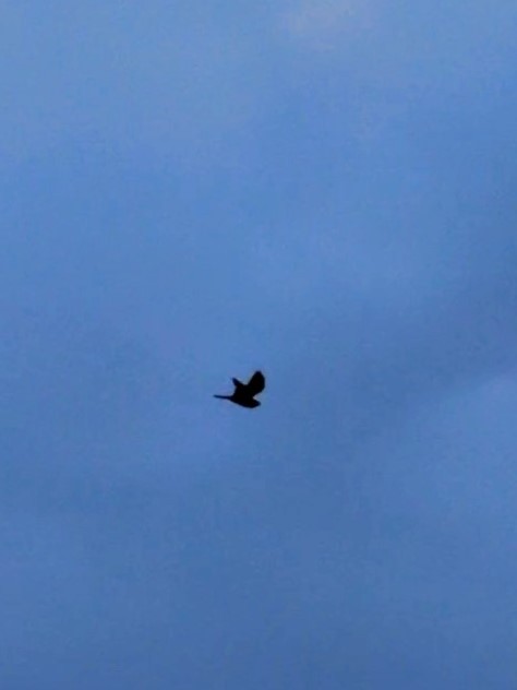 Lesser Nighthawk - ML641161186