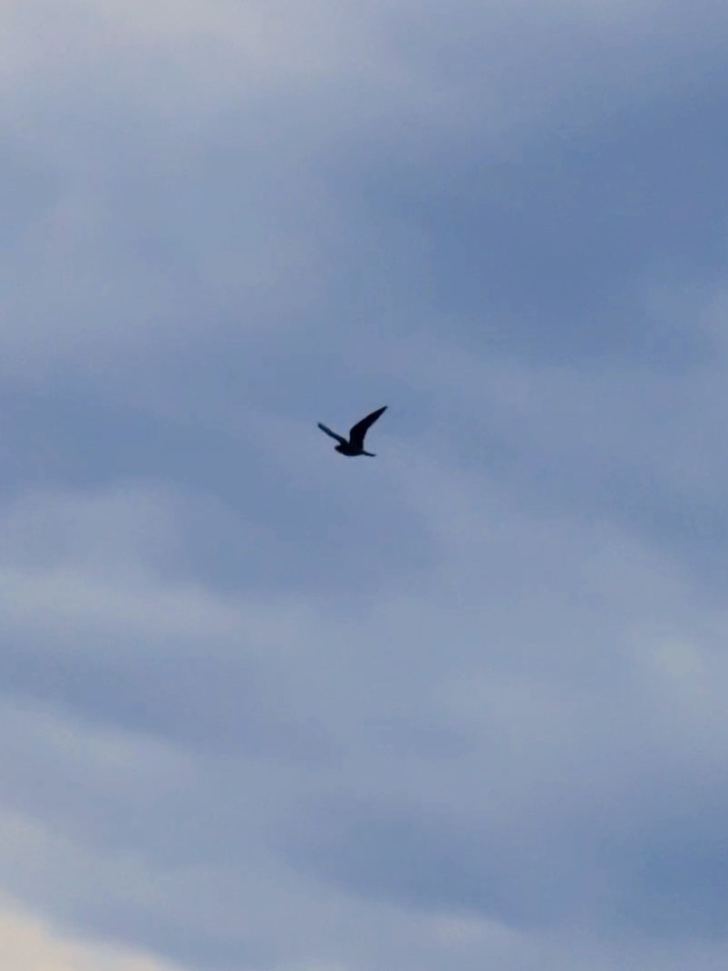 Lesser Nighthawk - ML641161187