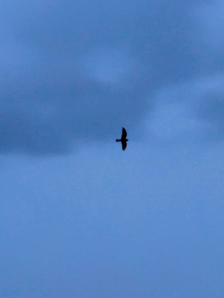 Lesser Nighthawk - ML641161188