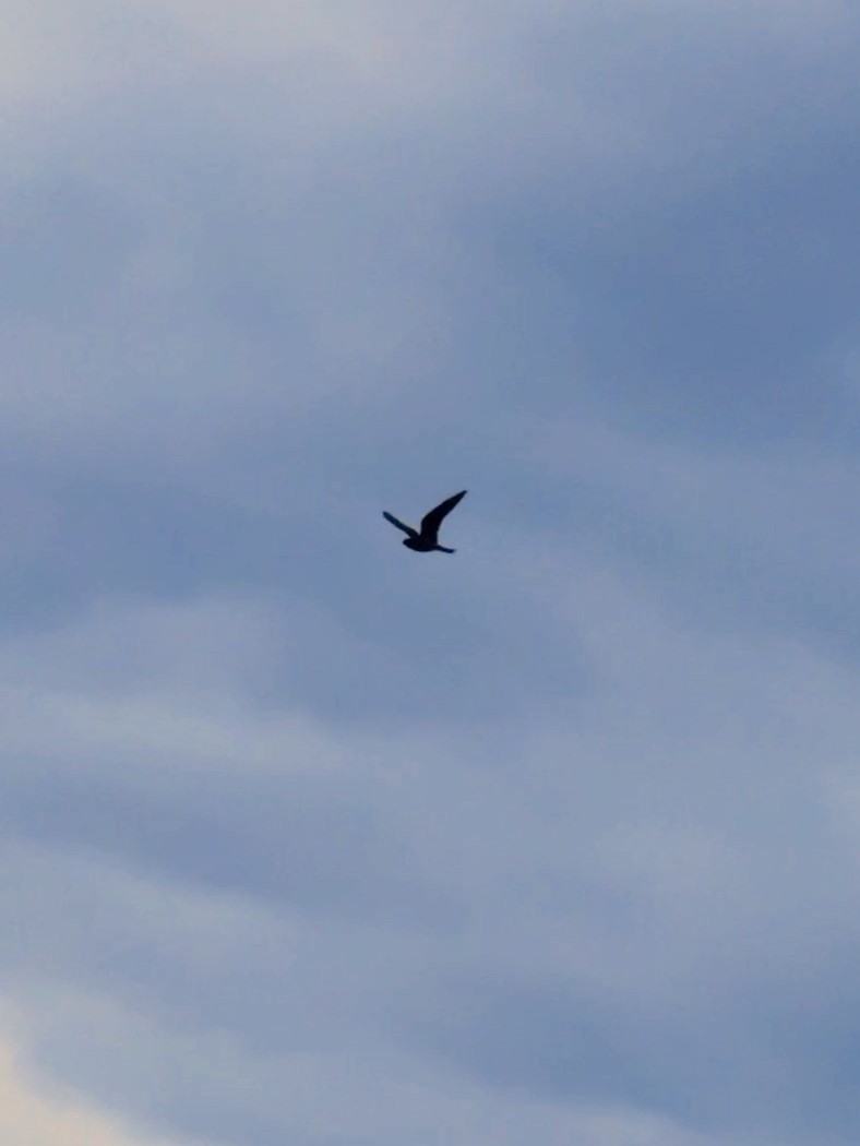 Lesser Nighthawk - ML641161189