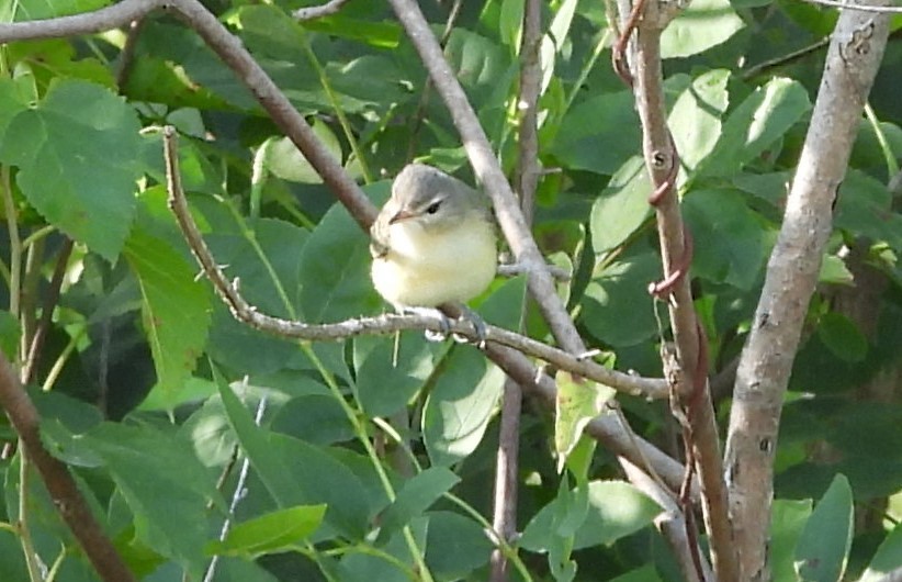 Philadelphia Vireo - ML641161192