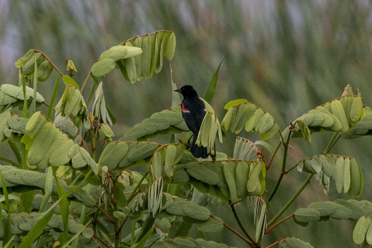 Red-winged Blackbird - ML641161194