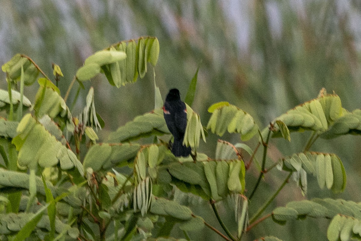 Red-winged Blackbird - ML641161195