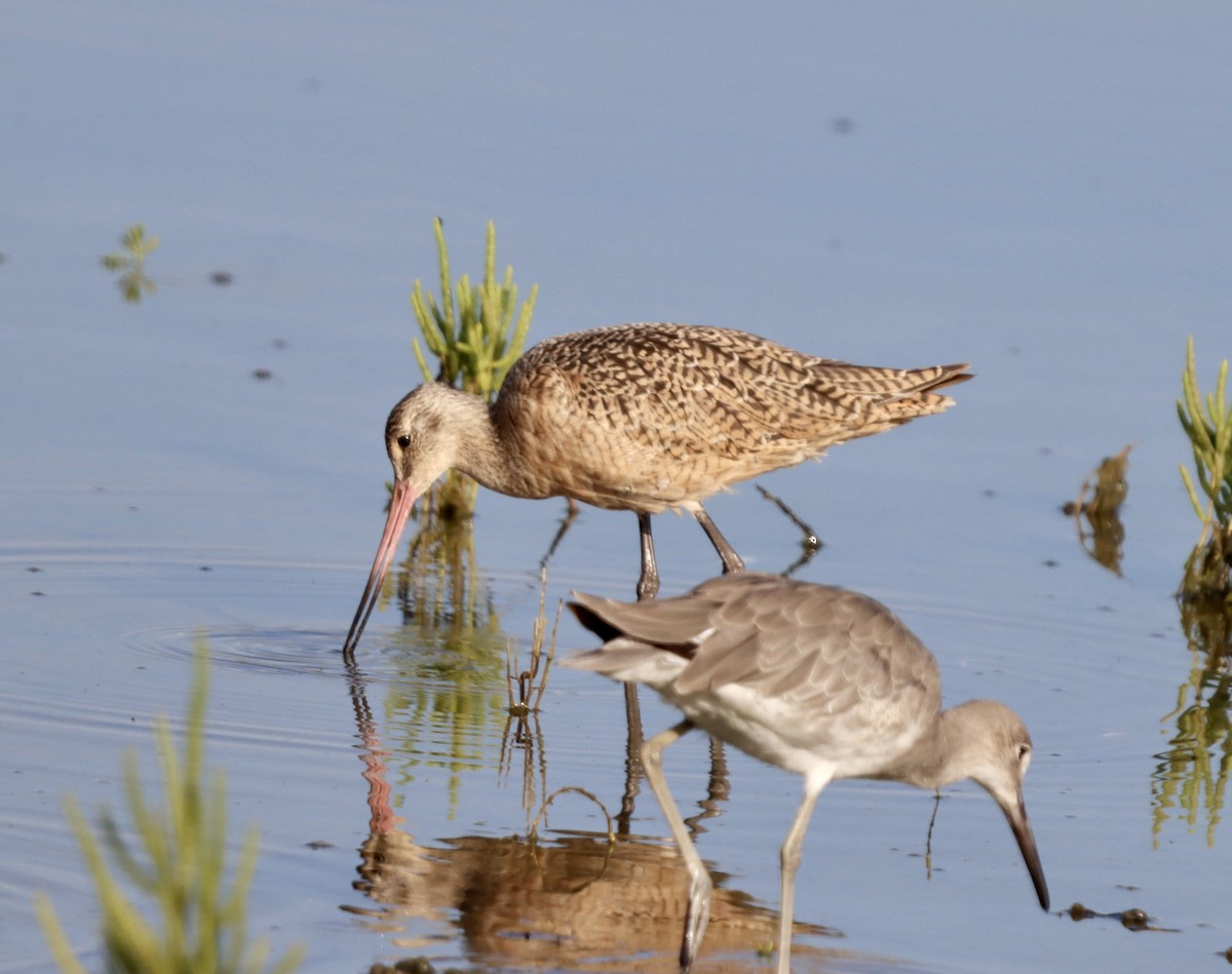 Marbled Godwit - ML641161199