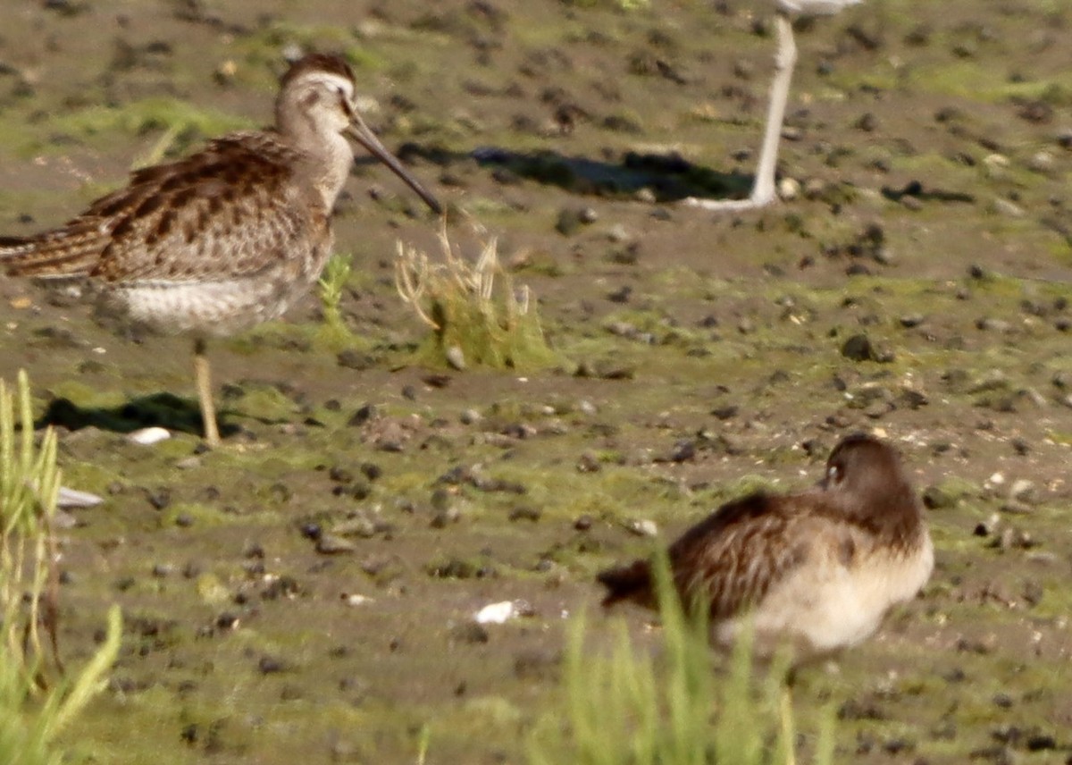 Short-billed/Long-billed Dowitcher - ML641161206