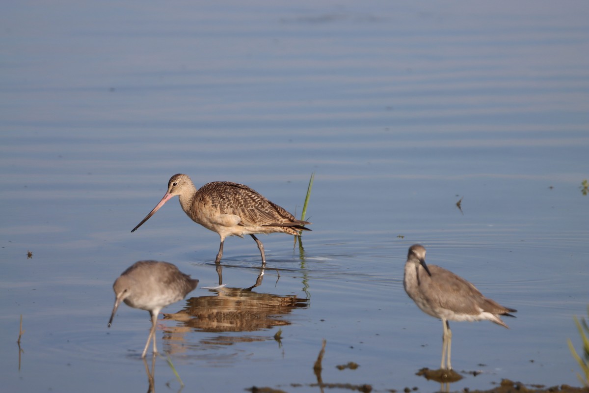 Willet - ML641161218