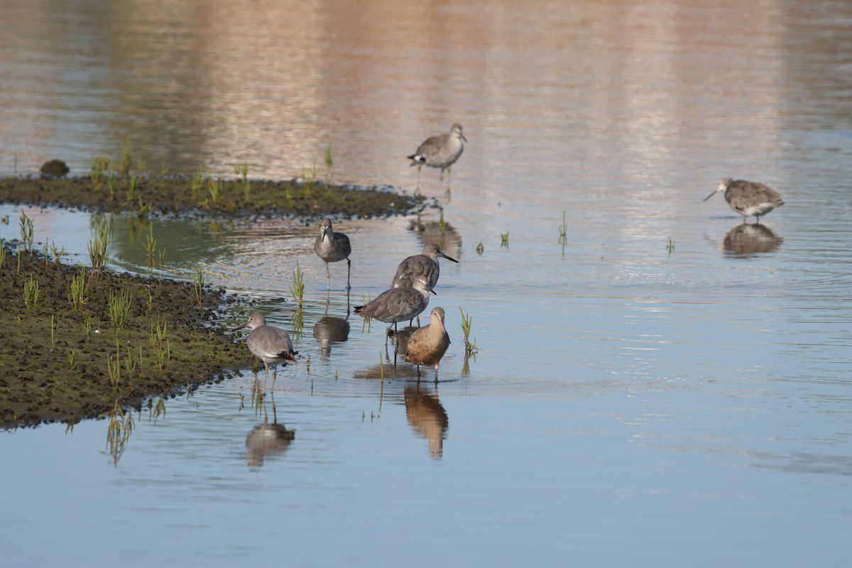 Willet - ML641161219