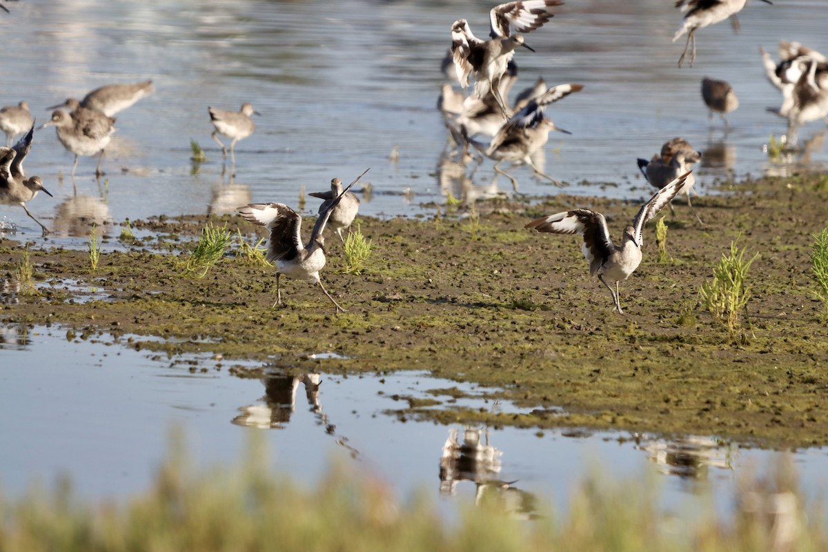 Willet - ML641161221