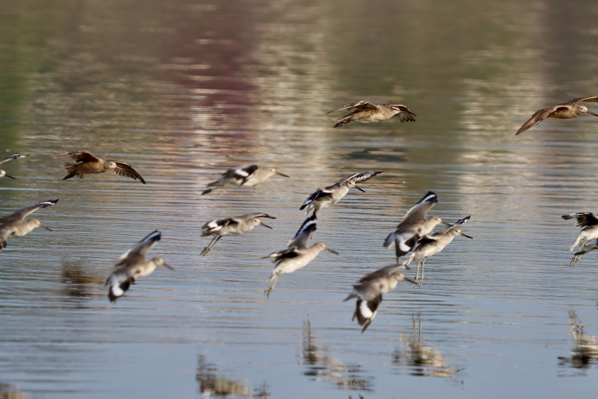 Willet - ML641161222
