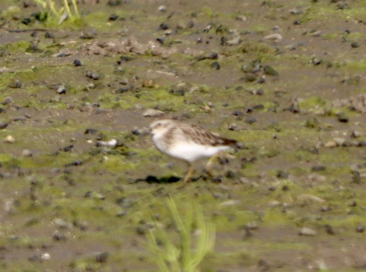 Least Sandpiper - ML641161226