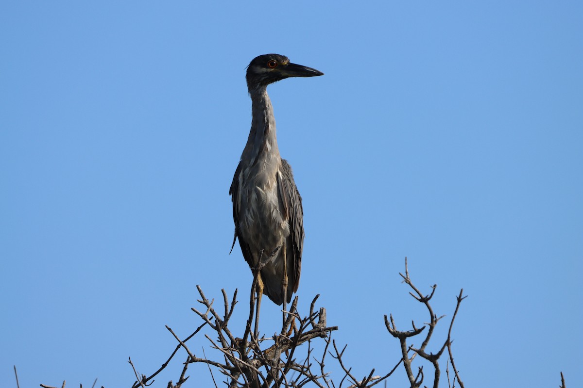 gulkronehegre - ML641161229