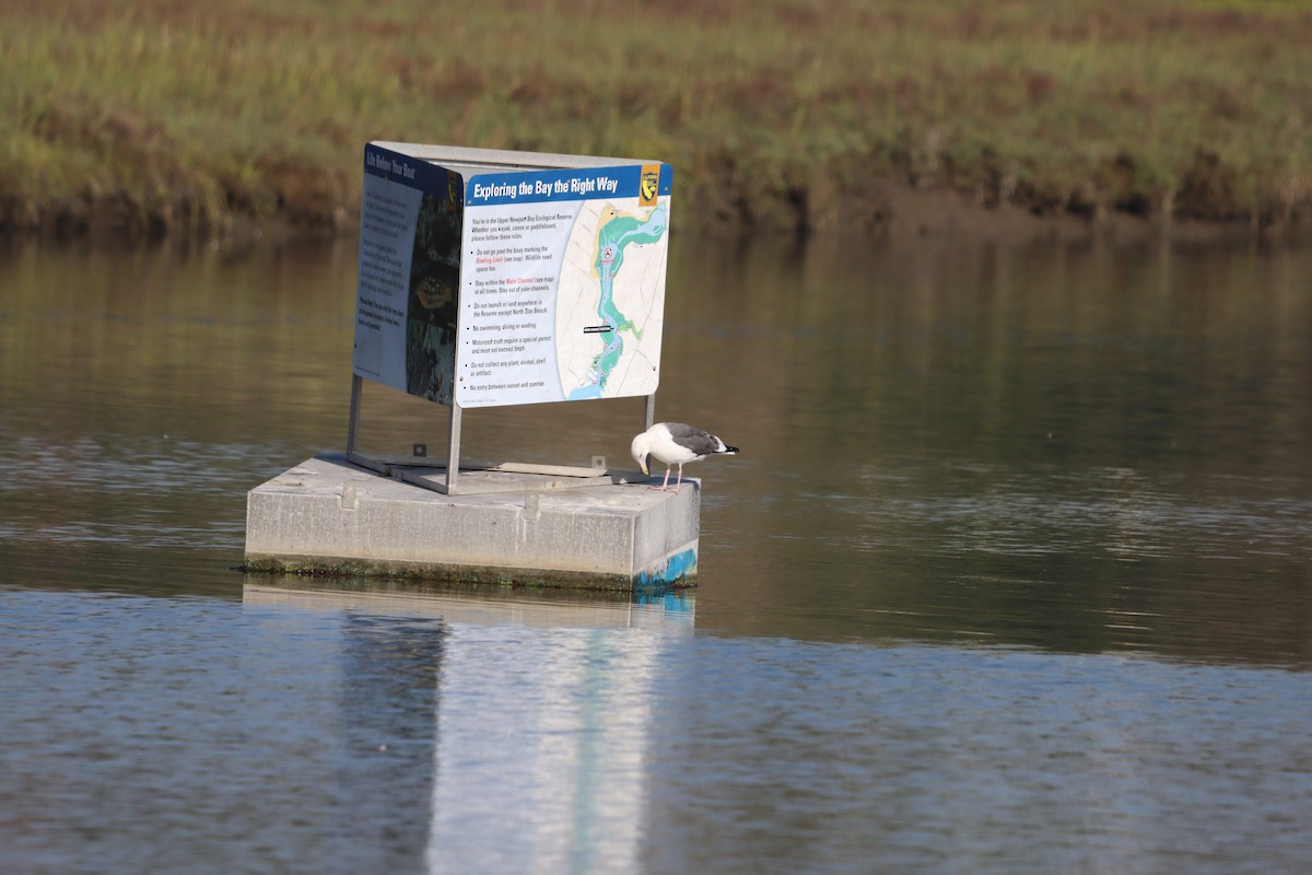 Western Gull - ML641161230