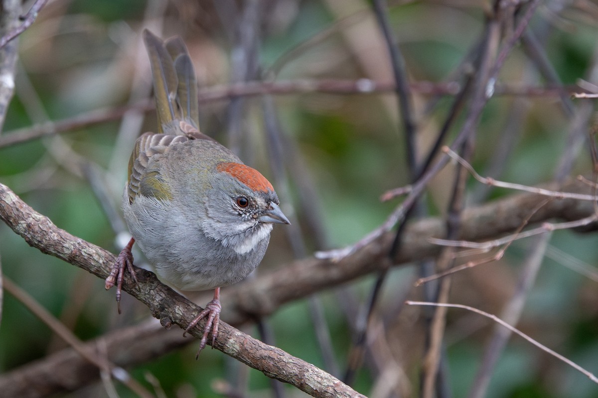 Green-tailed Towhee - ML641161236