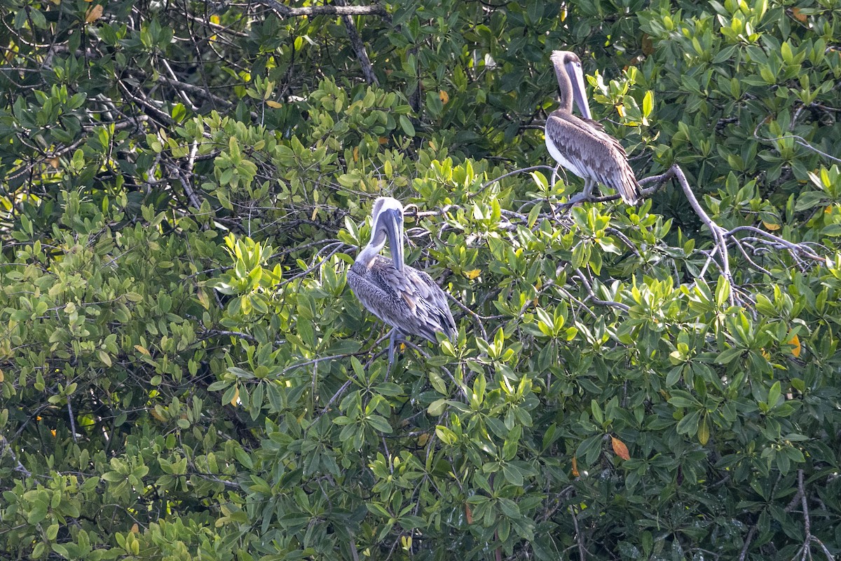 Brown Pelican - ML641161252