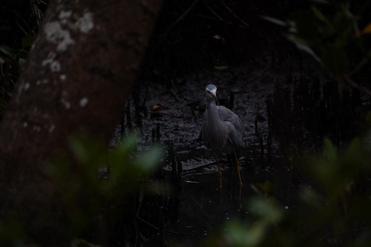 White-faced Heron - ML641161315