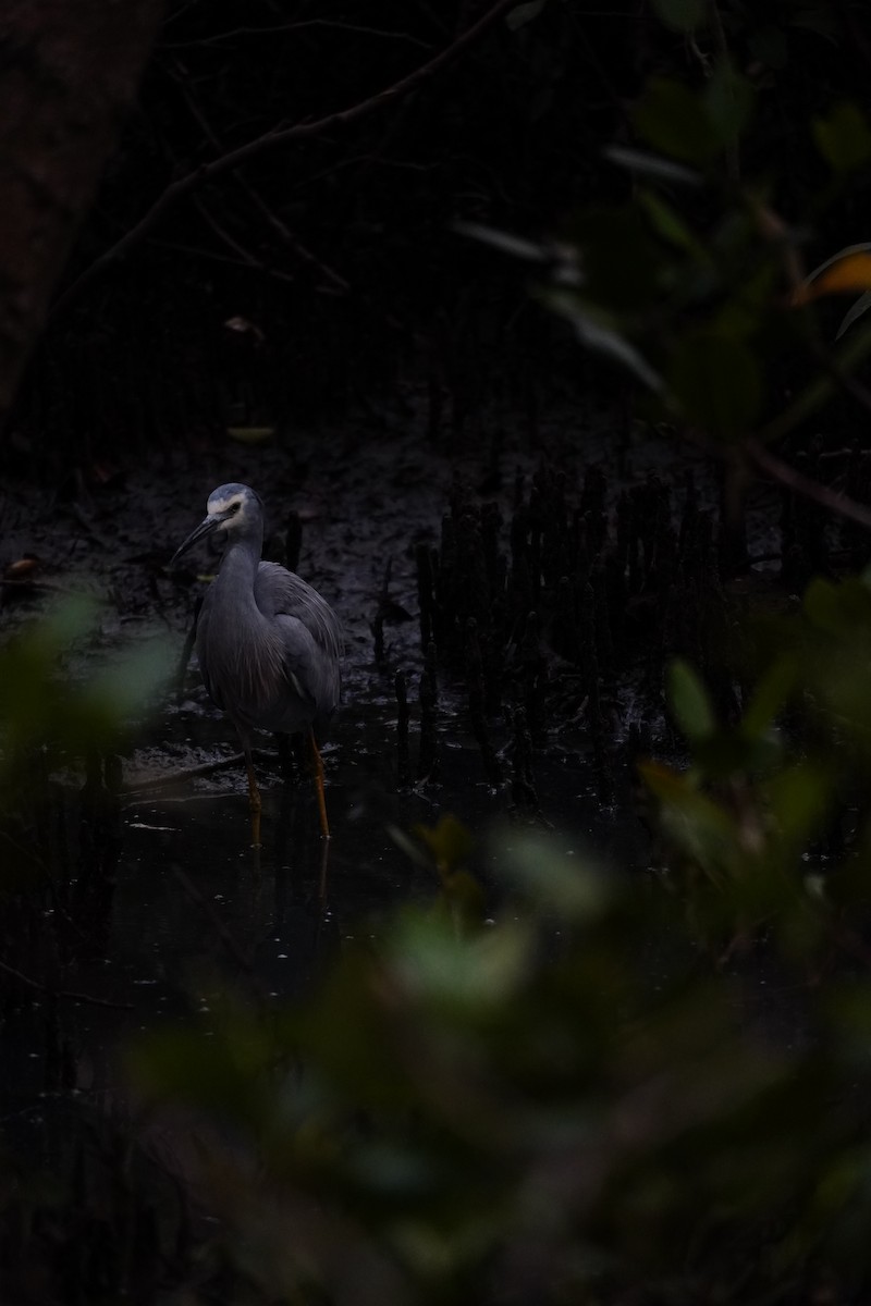 White-faced Heron - ML641161316
