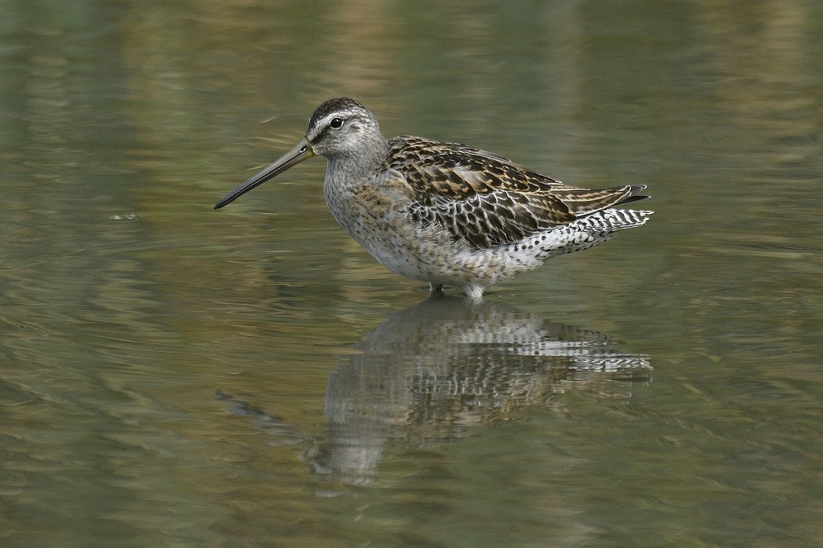 Short-billed Dowitcher - ML641161324