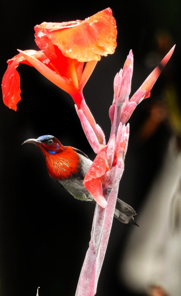 Vigors's Sunbird - ML641161363