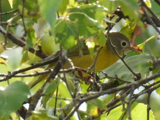 bjørkeparula - ML641161369