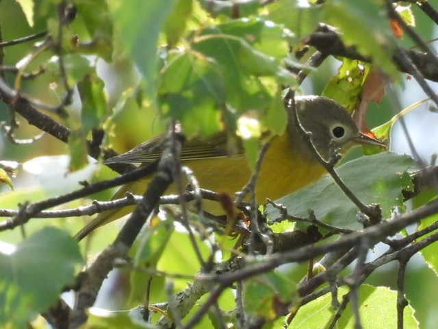 bjørkeparula - ML641161370