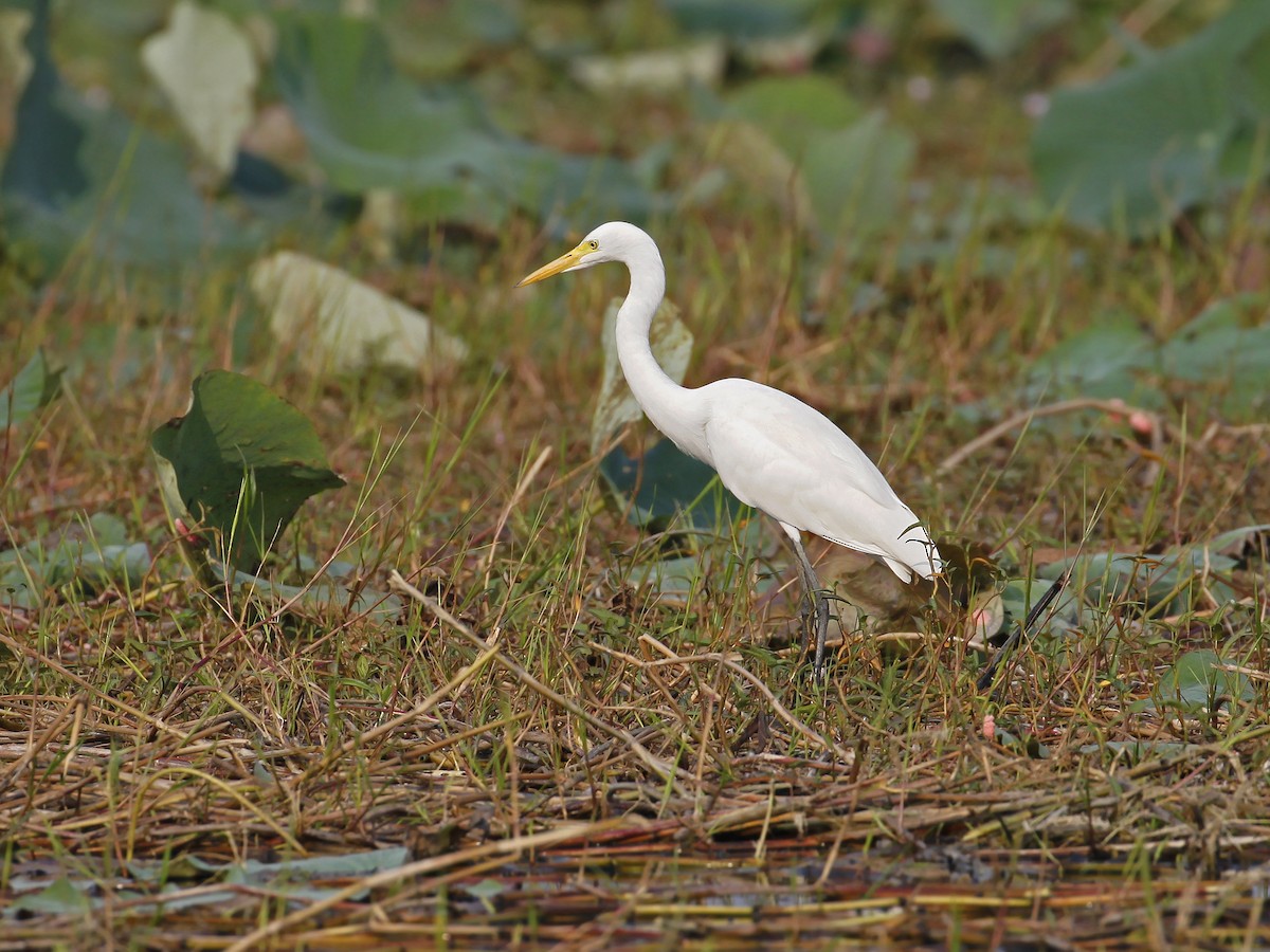 Medium Egret - ML641161401