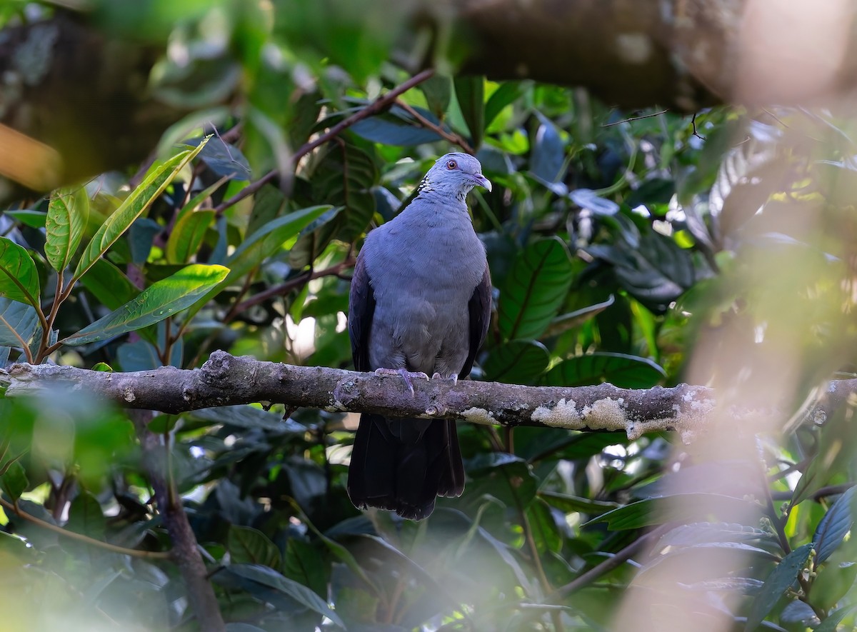 Nilgiri Wood-Pigeon - ML641161405