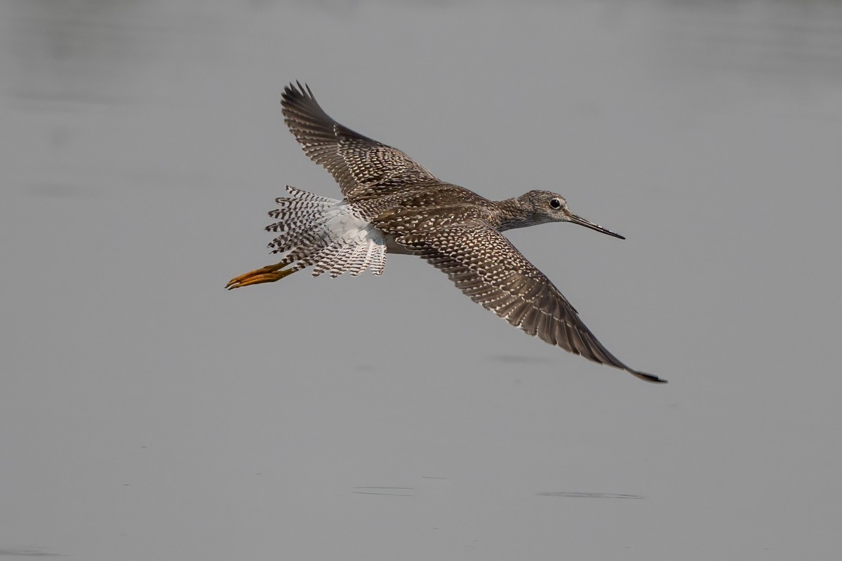 Greater Yellowlegs - ML641161415