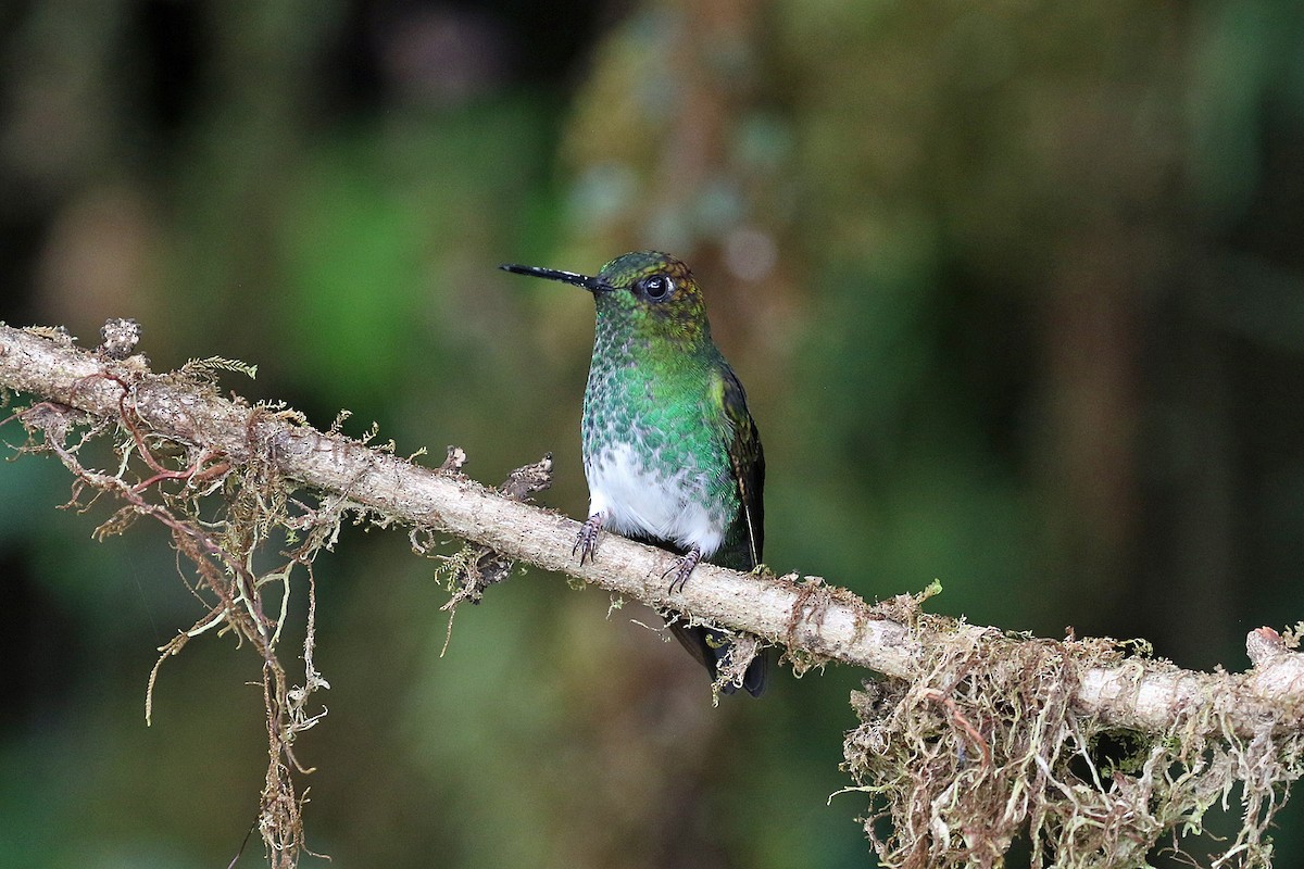 Greenish Puffleg - ML641161432