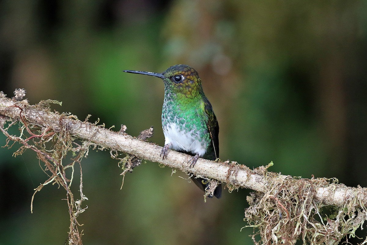 Greenish Puffleg - ML641161433